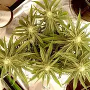 FB Banana Purple Punch