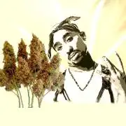 FB West Coast OG