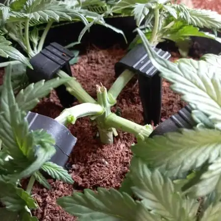 FB White Widow