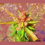 FB Strawberry Gorilla