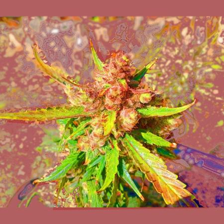 FB Strawberry Gorilla