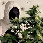 FB White Widow