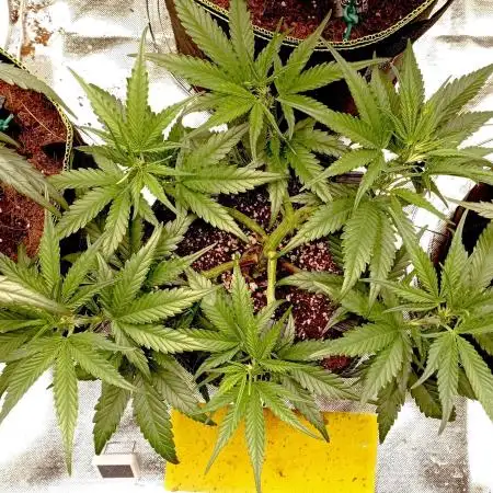 FB Banana Purple Punch