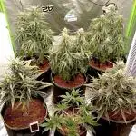 FB White Widow