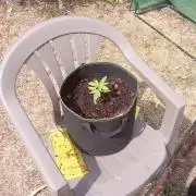 FB Strawberry Gorilla