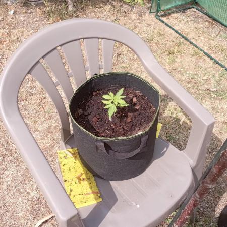 FB Strawberry Gorilla