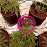 FB Banana Purple Punch