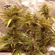 FB Banana Purple Punch