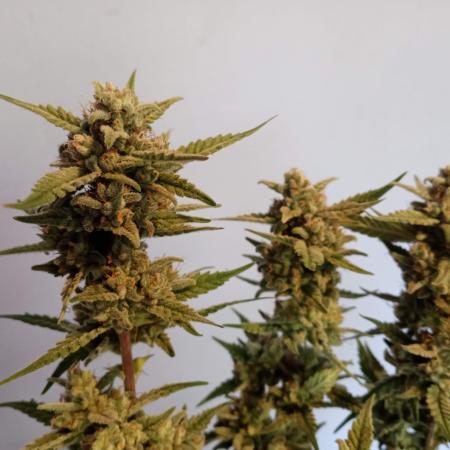 GF Strawberry Cake in soil
