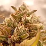 FB Banana Purple Punch