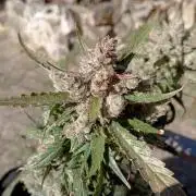 FB Strawberry Gorilla