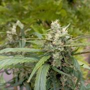 FB Strawberry Gorilla
