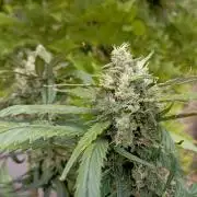 FB Strawberry Gorilla
