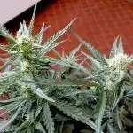FB White Widow