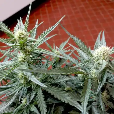 FB White Widow