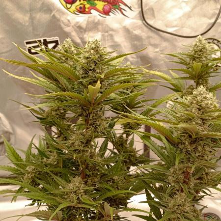 FB Banana Purple Punch