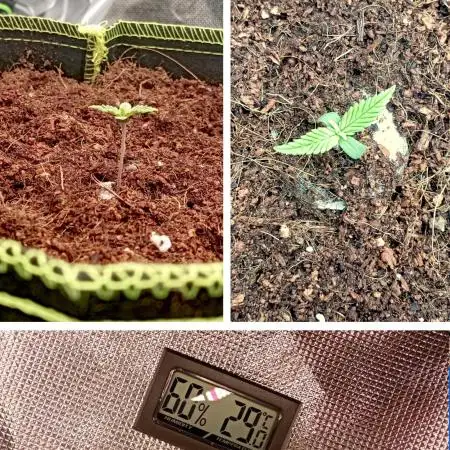 420FB White Widow - Back to business