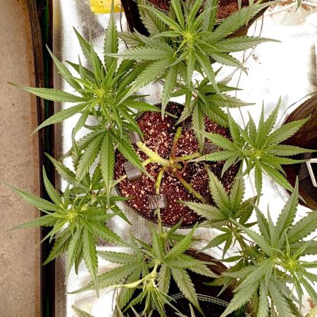 FB Banana Purple Punch