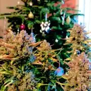 FB Banana Purple Punch