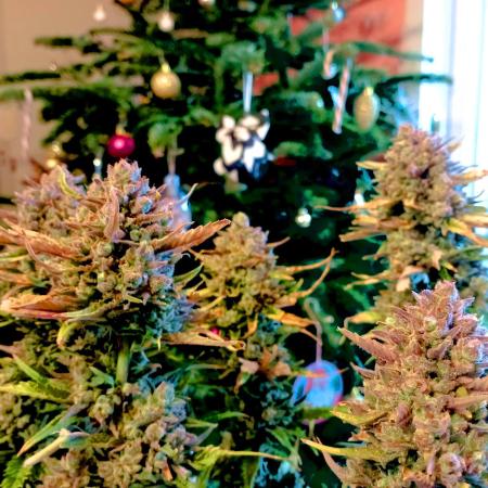 FB Banana Purple Punch