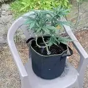 FB Strawberry Gorilla