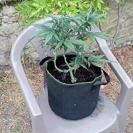 FB Strawberry Gorilla