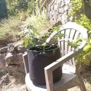 FB Strawberry Gorilla