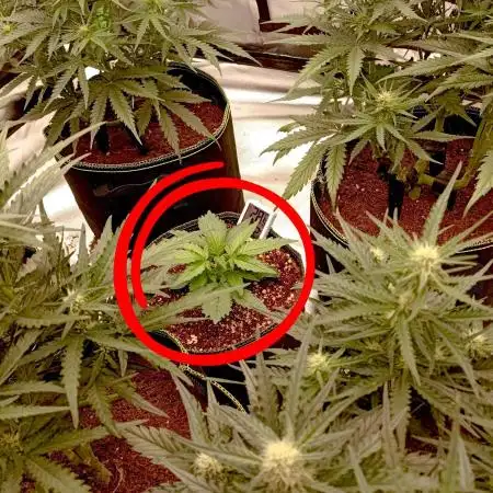FB Banana Purple Punch