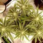 FB Banana Purple Punch