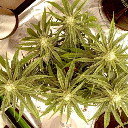 FB Banana Purple Punch