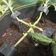 FB Strawberry Gorilla
