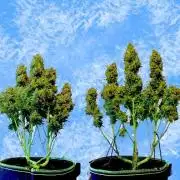 FB White Widow