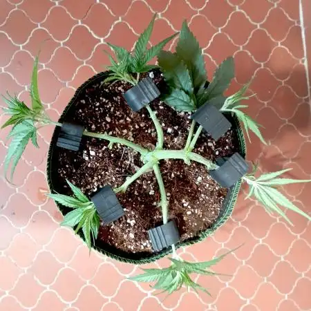 FB Banana Purple Punch