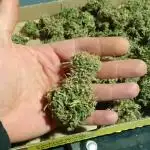 RQS Royal AK auto : mix coco/soil