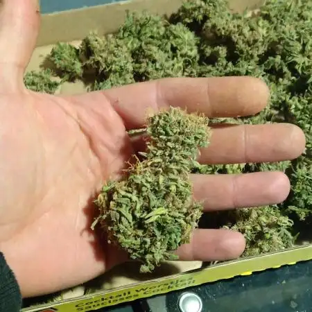 RQS Royal AK auto : mix coco/soil