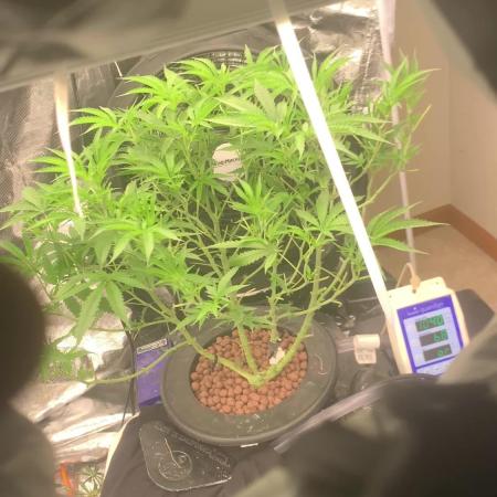 Pina Banana #1 Ethos