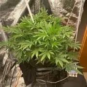 Pina Banana #1 Ethos