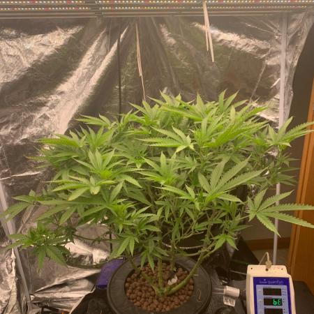 Blue Lobster by GrassRoots IL Dispo Seed