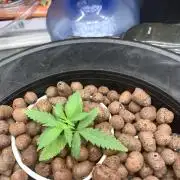 Pina Banana #1 Ethos