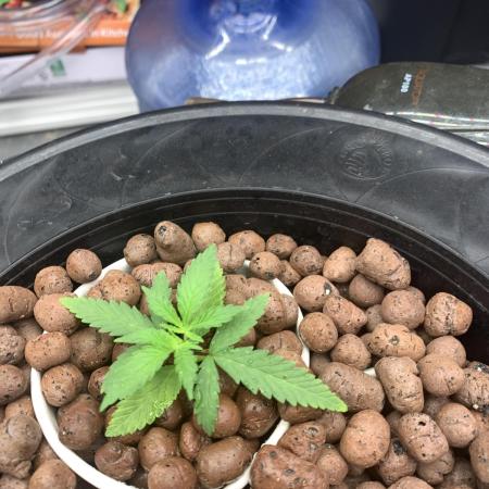Pina Banana #1 Ethos