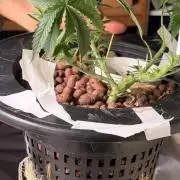 Pina Banana #1 Ethos