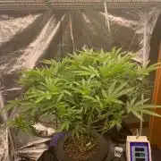 Pina Banana #1 Ethos