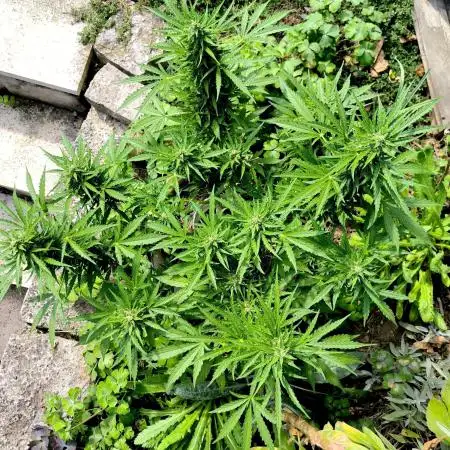 German Garden Grow Green Gelato