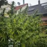 German Garden Grow