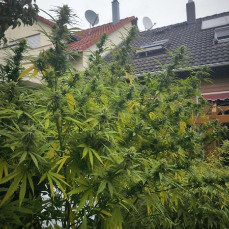 German Garden Grow