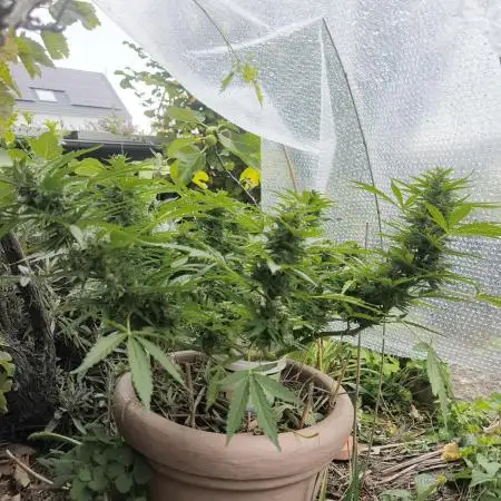German Garden Grow Green Gelato