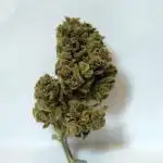Epsilon F1 Automatic German Garden Grow