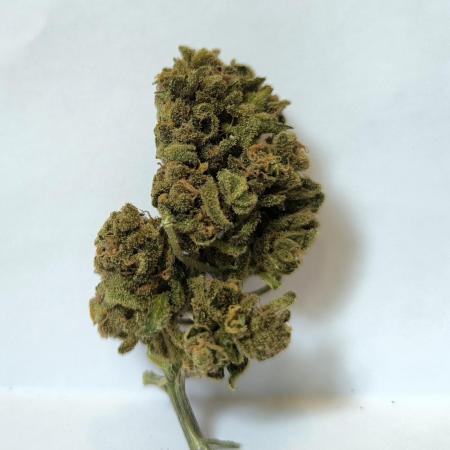 Epsilon F1 Automatic German Garden Grow