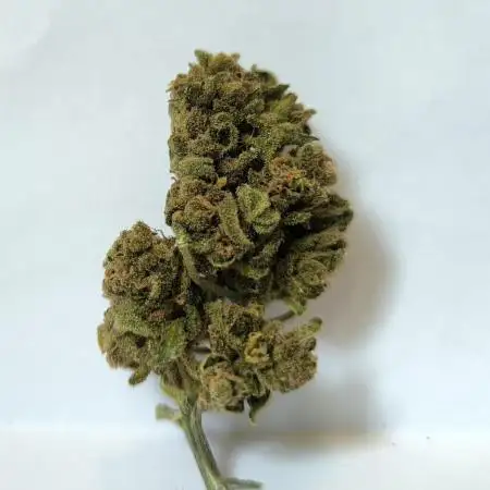 Epsilon F1 Automatic German Garden Grow