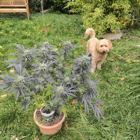 German Garden Grow Green Gelato